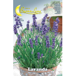 Semi Orto Lavanda